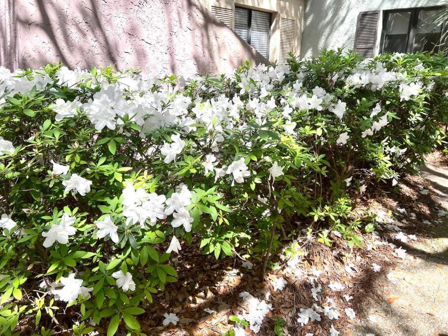 فيلا New Pics! Harbour Town 3Br/3Ba - Pool Access - Book Now هيلتون رئيس جزيرة المظهر الخارجي الصورة